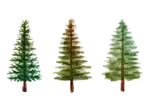 Christmas Watercolor Pine Tree Graphics and Illustrations